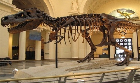 أسلاف وأبناء عمومة الديناصور (تيرانوصور ركس) كانوا أصغر حجما