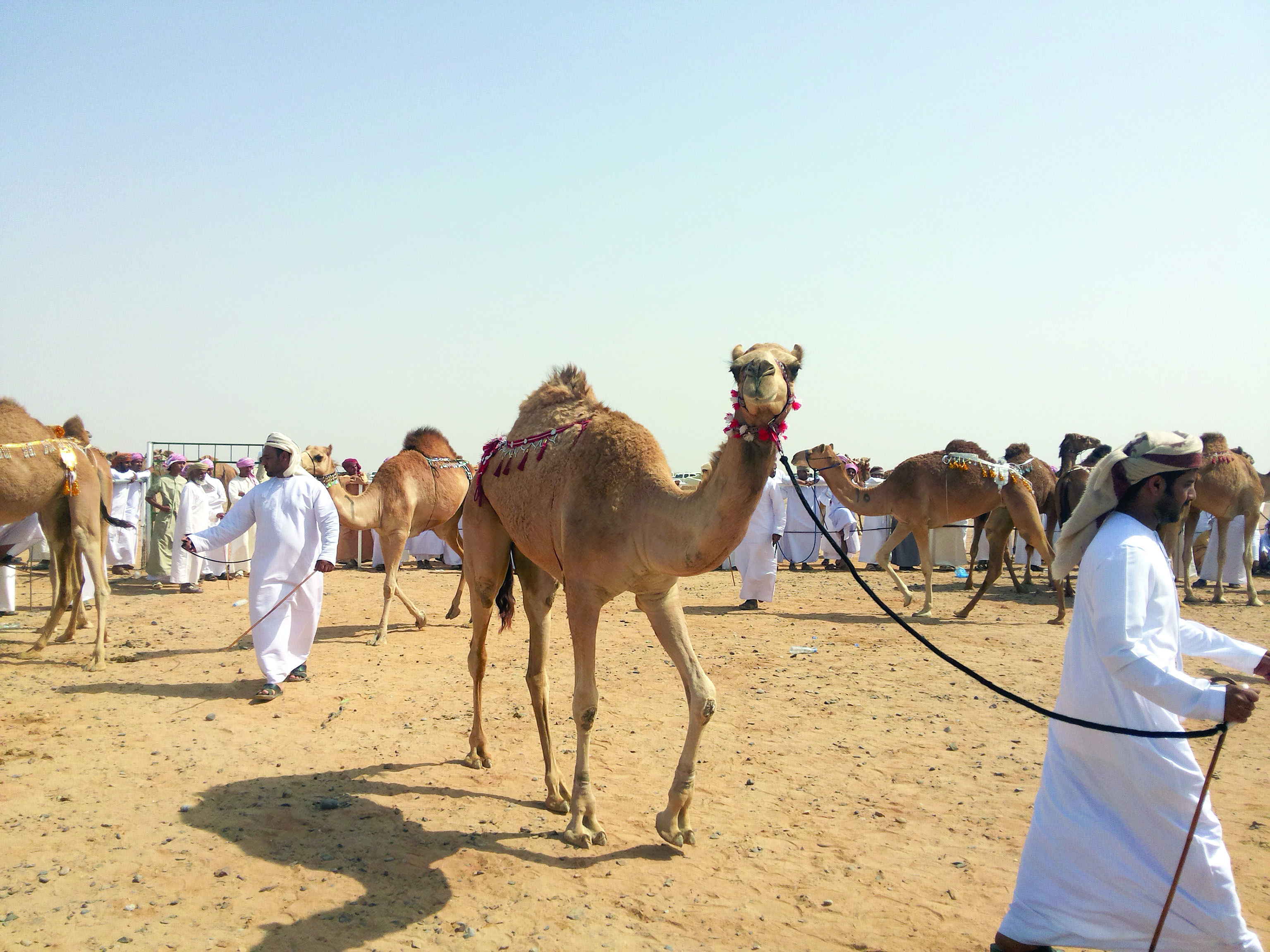 غدا الجمعة انطلاق مزاينة الهجن بمحوت
