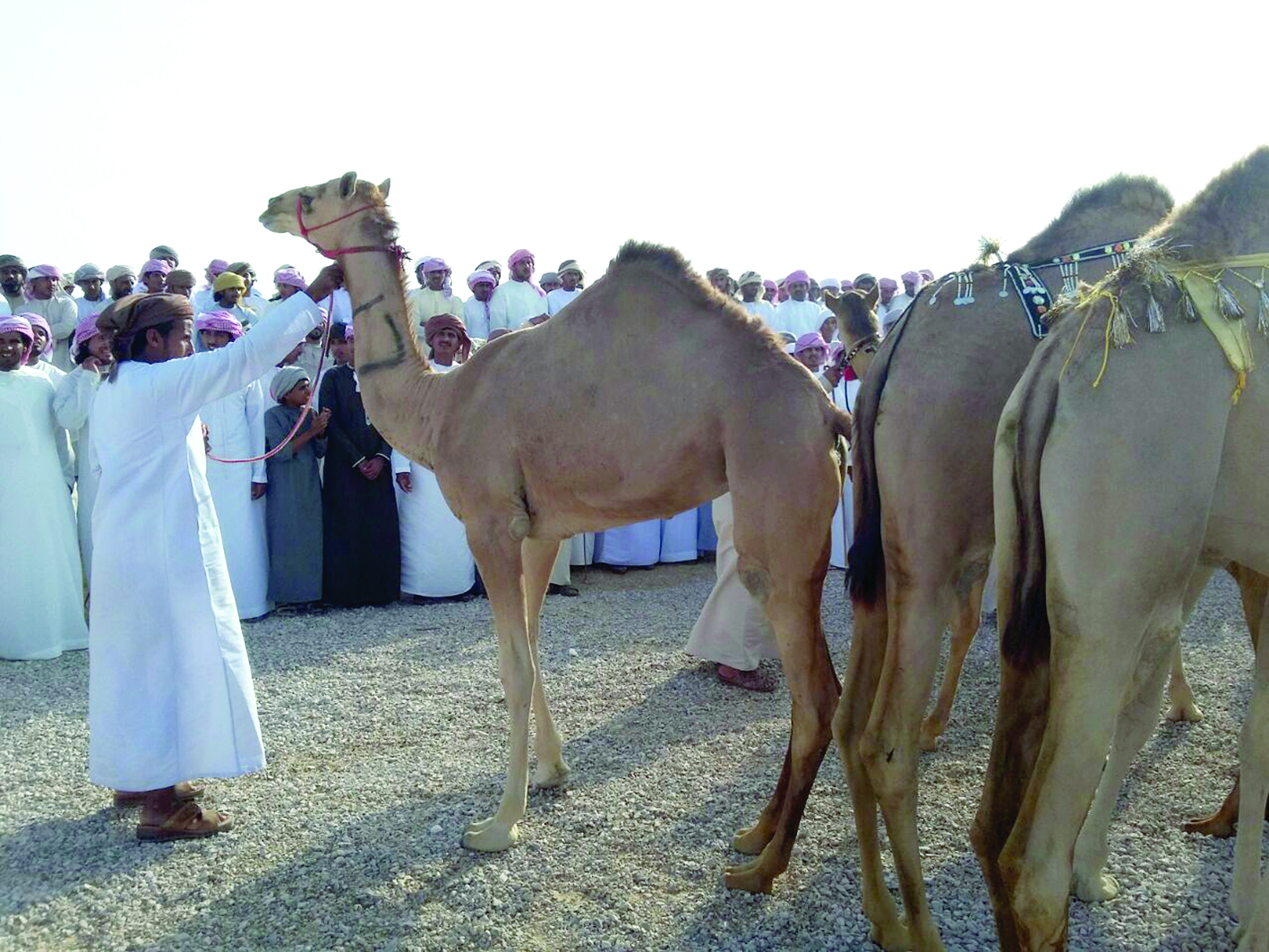 تواصل فعاليات مهرجان «الجوبة» لمزاينة الهجن العربية الأصيلة
