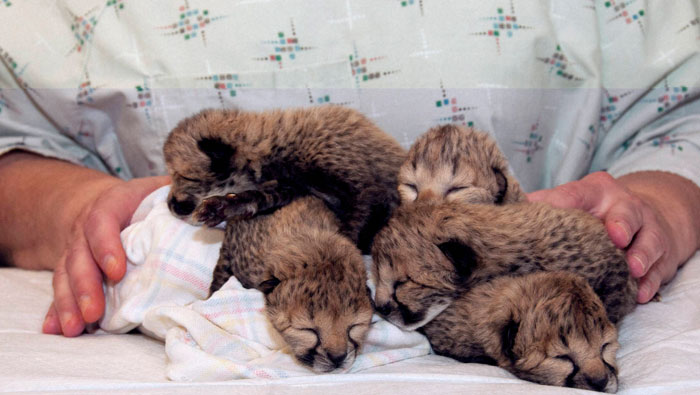 Five cheetah cubs fight for survival after rare Caesarean section birth