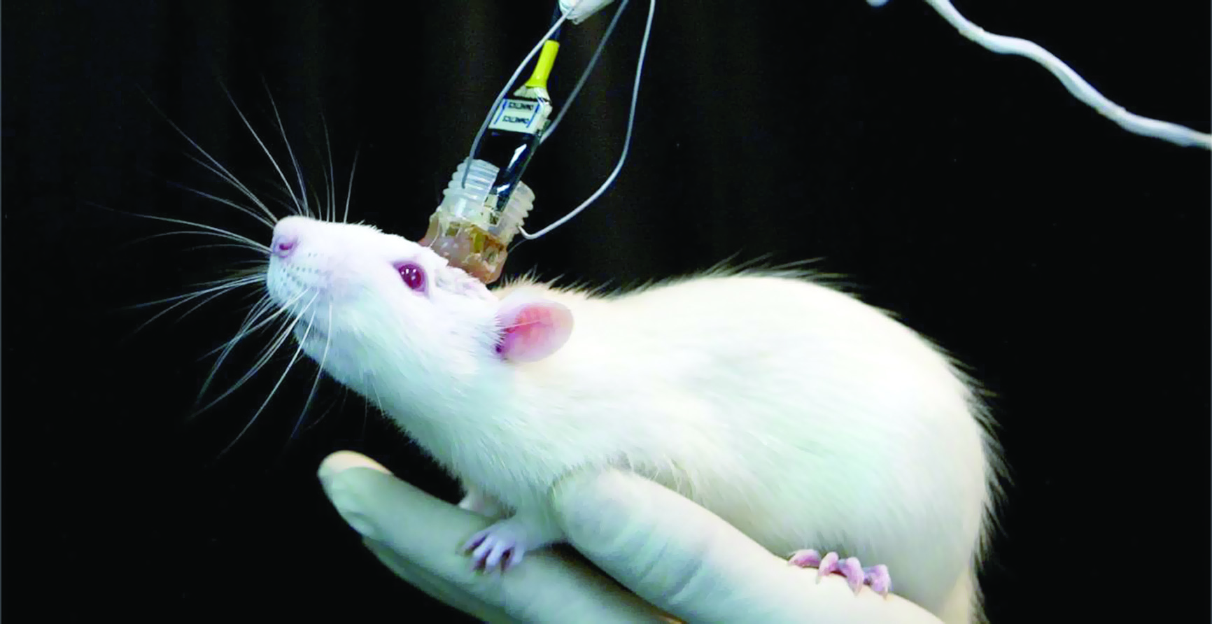 علماء يتوصلون لفئران يمكن استخدامها ضد زيكا