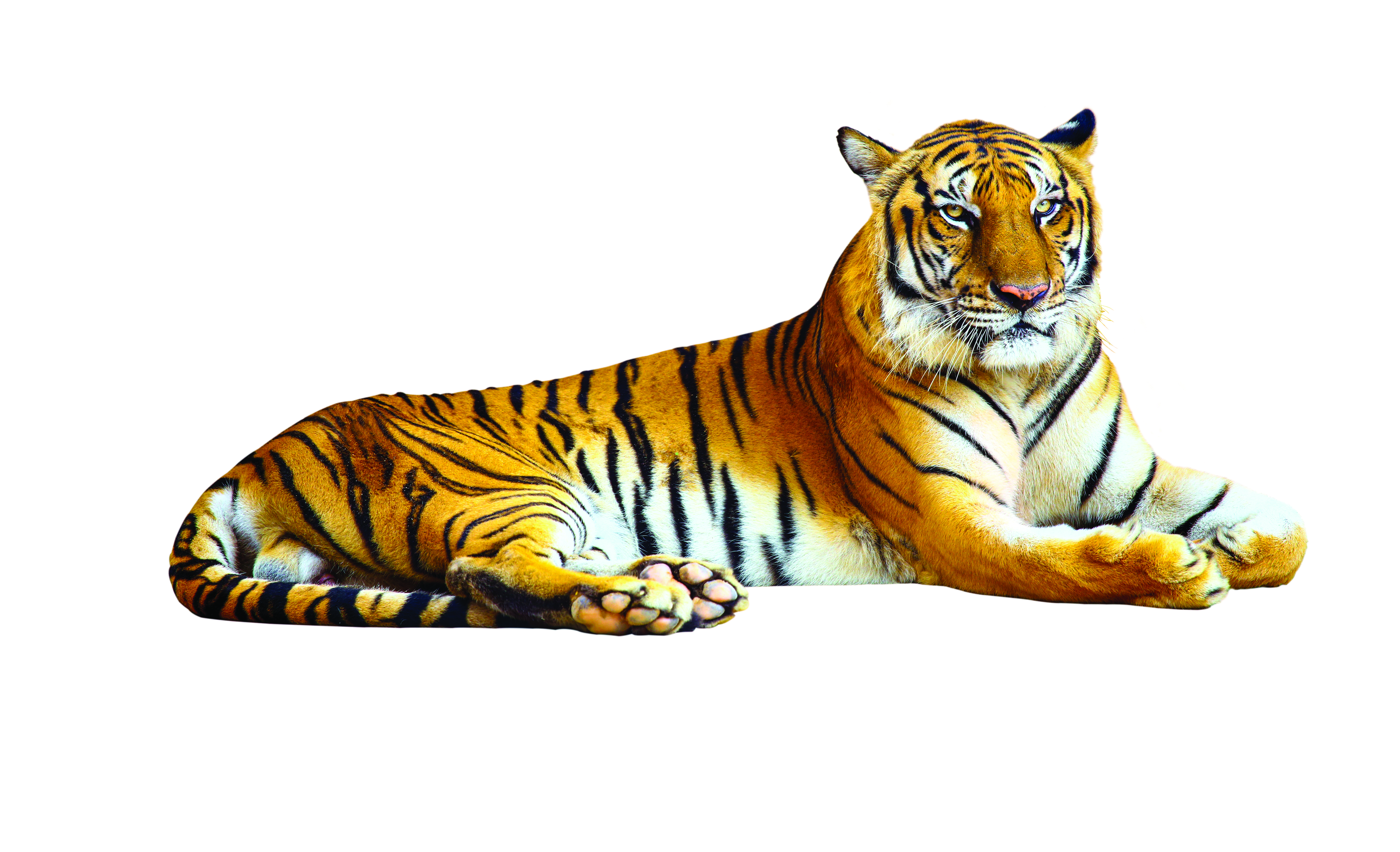 Fact file about tigers