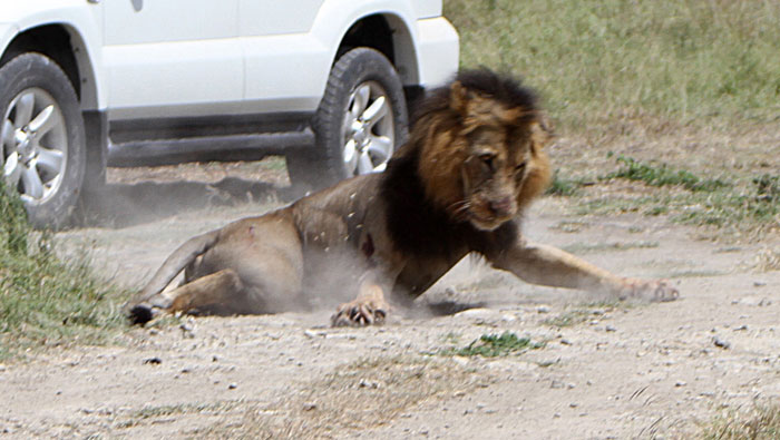 Conservationists decry Nairobi road, rail project after two lions killed