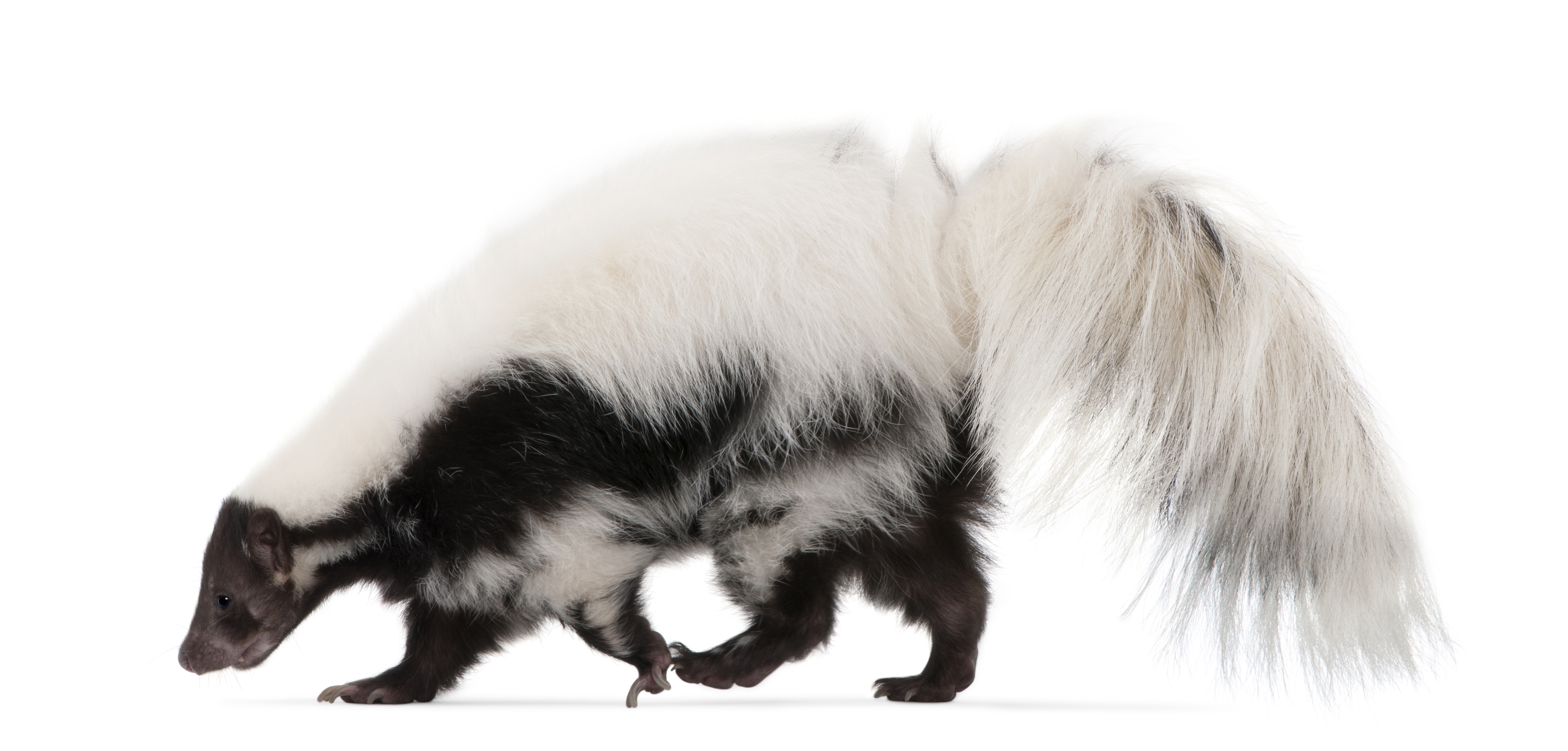 Fact File About Skunks