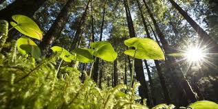 ارتفاع انبعاثات ثاني أكسيد الكربون يزيد من ازدهار النباتات