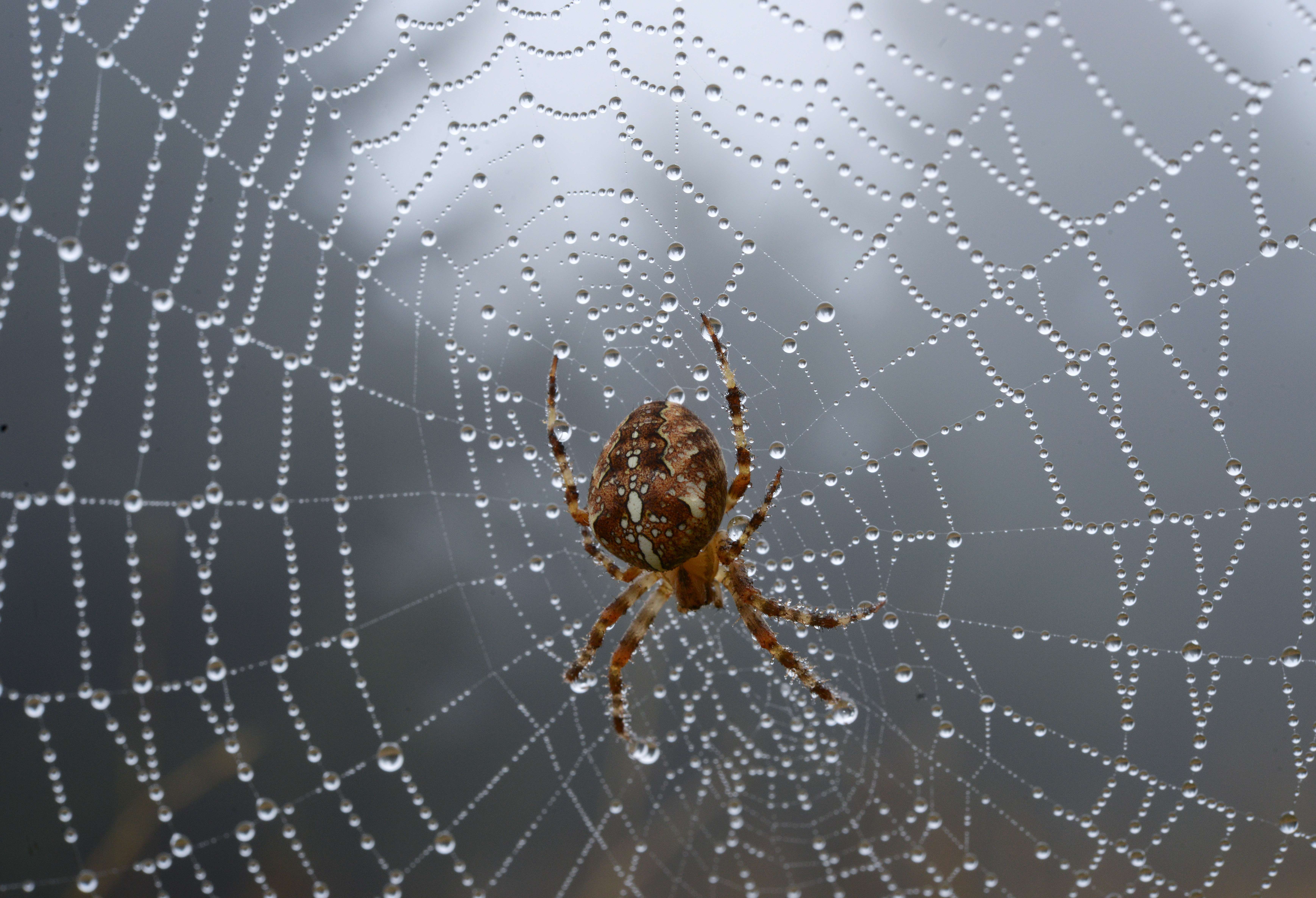 Why we fear spiders more than climate change