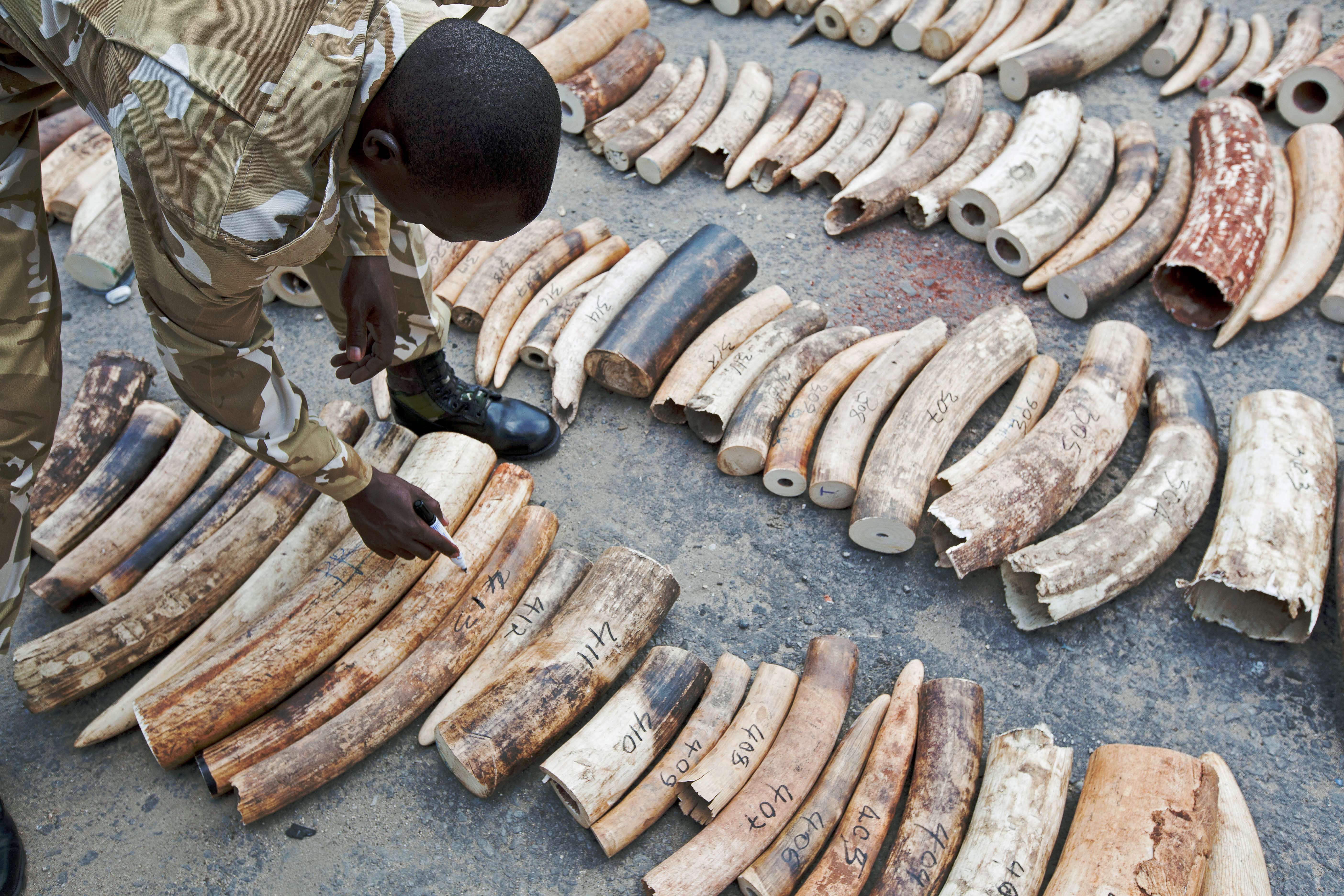 Ivory is not for sale, not now and not in the future