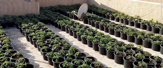 بأربع خطوات.. كيف حول مصريون أسطح المنازل إلى مزارع خضروات؟