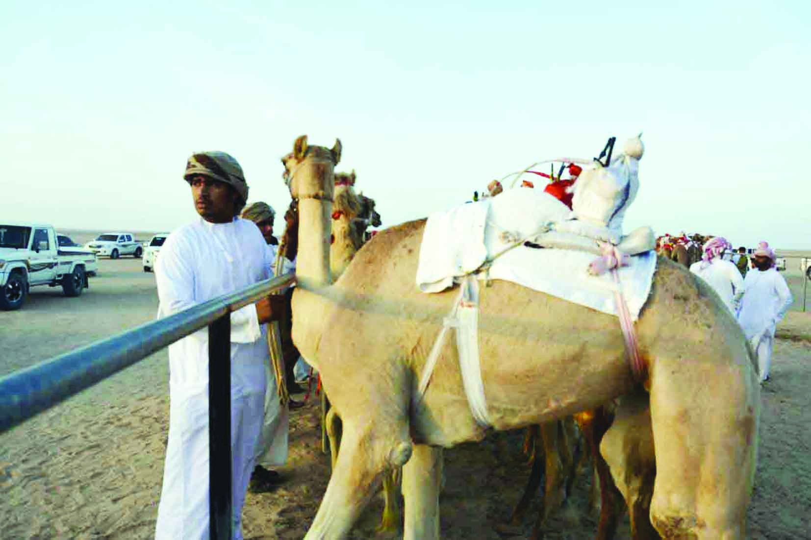 انطلاق مهرجان هيماء لسابقات الهجن
