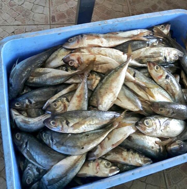 380kg of fish unfit to eat confiscated in Oman