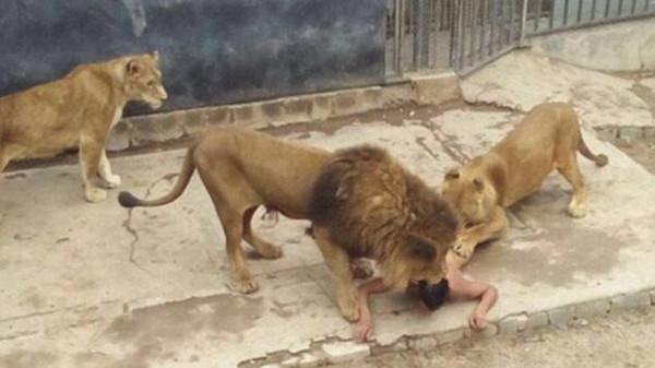حاول الانتحار فألقى بنفسه بين أسود.. وخرج حياً