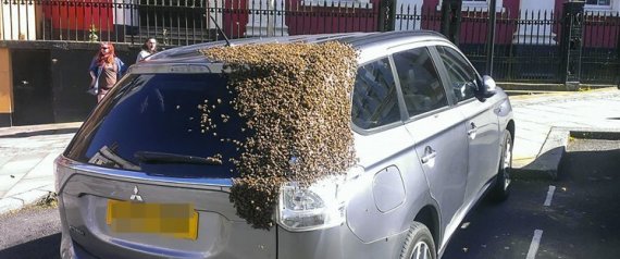 20 ألف نحلة تطارد سيارة ليومين متتالين والسبب!