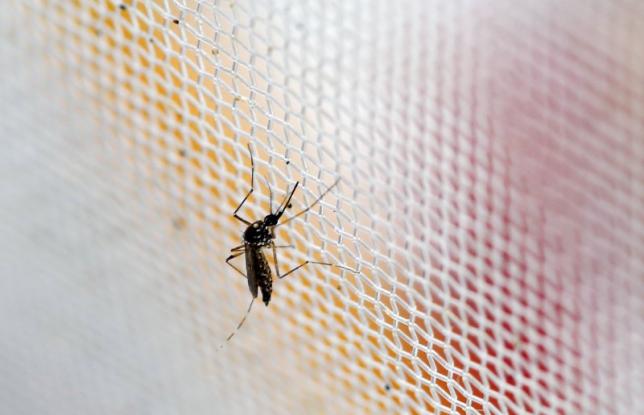 '500 million people at risk of contracting Zika in Americas'