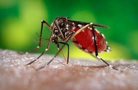 ما دور البعوض في توقف انتشار فيروس زيكا
