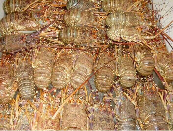 Dhofar records largest catch of lobster