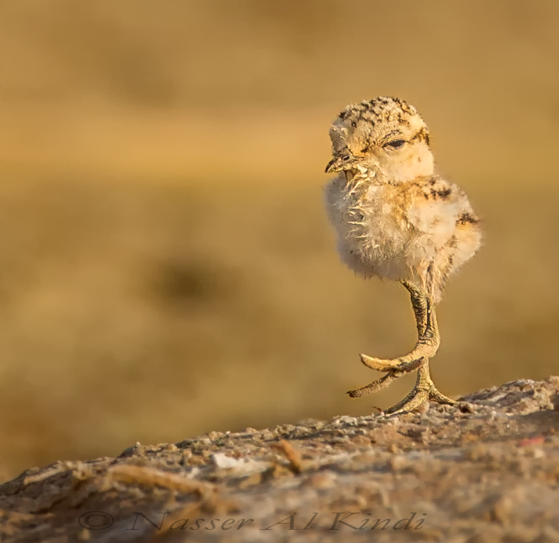 Meet Nasser Al Kindi, Oman's best bird photographer