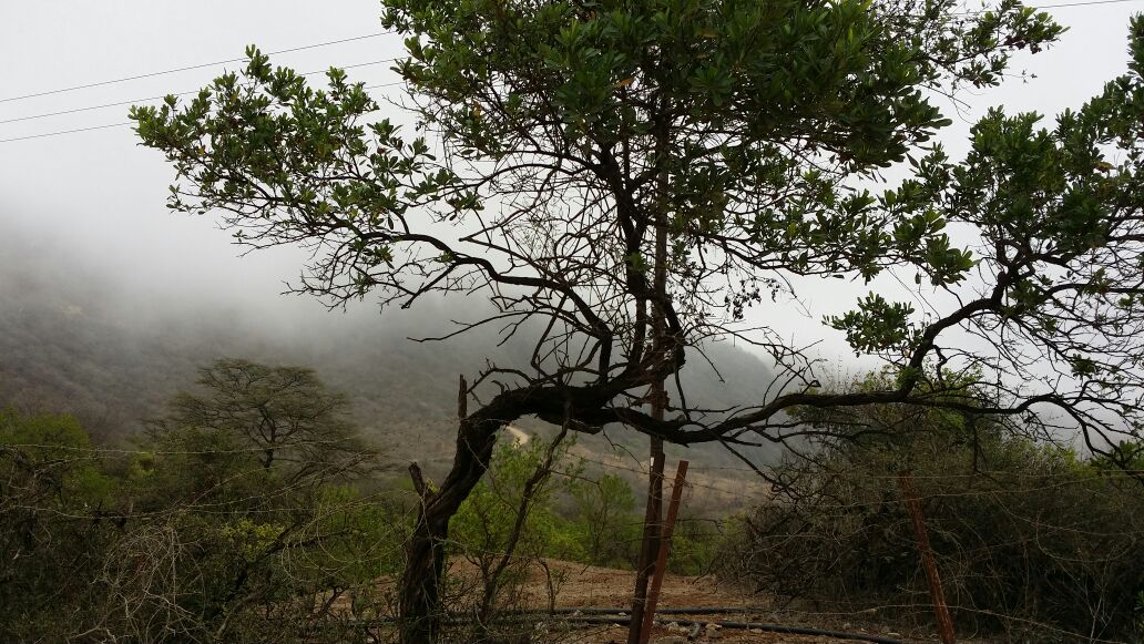 Oman weather: Mist in Salalah