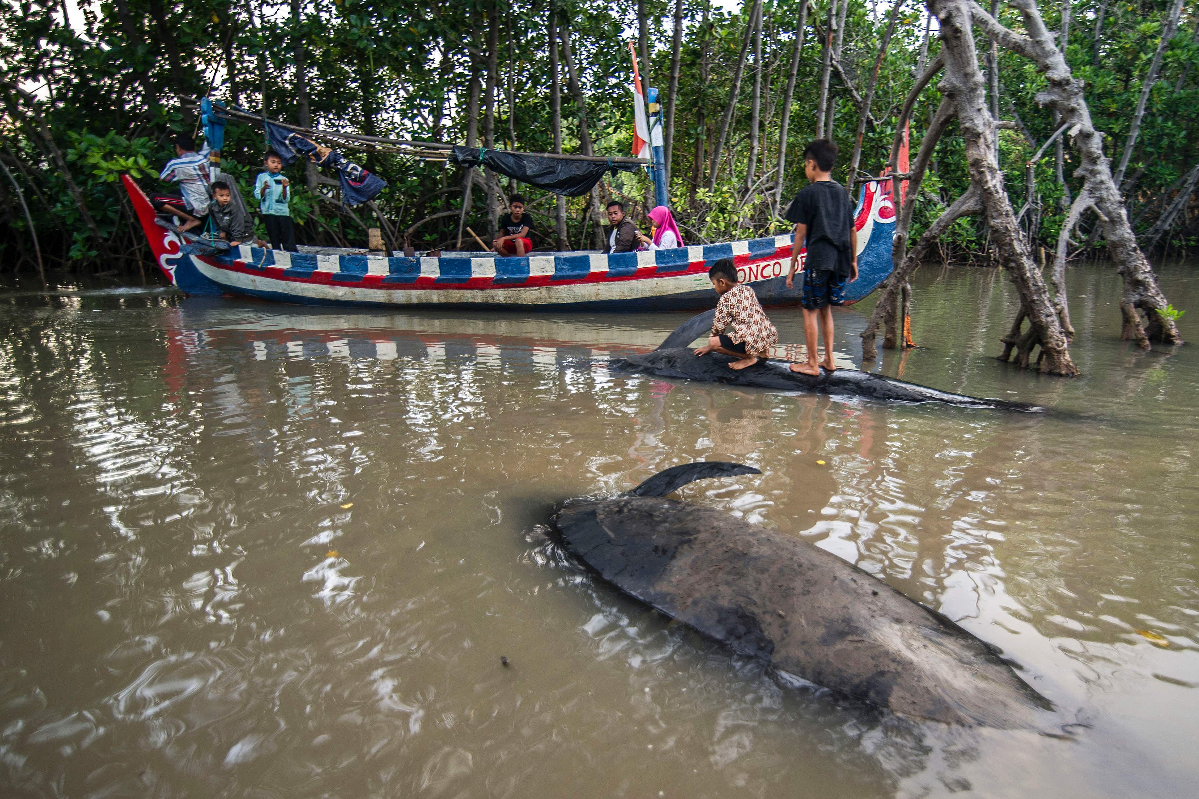Rescuers struggle to save beached whales in Indonesia