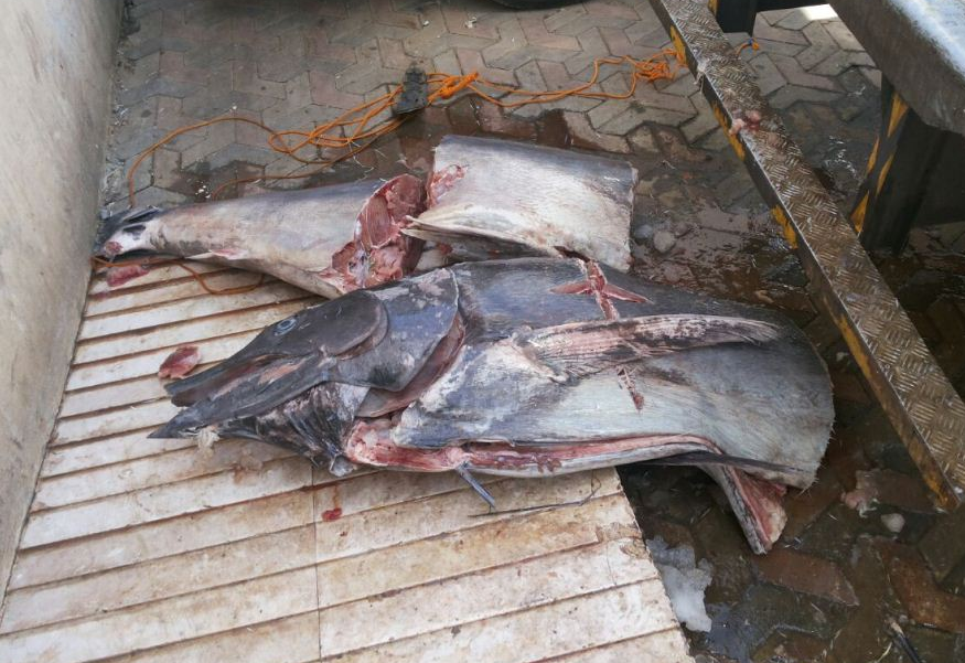 إتلاف 80 كجم من الأسماك الفاسدة في سوق ازكي