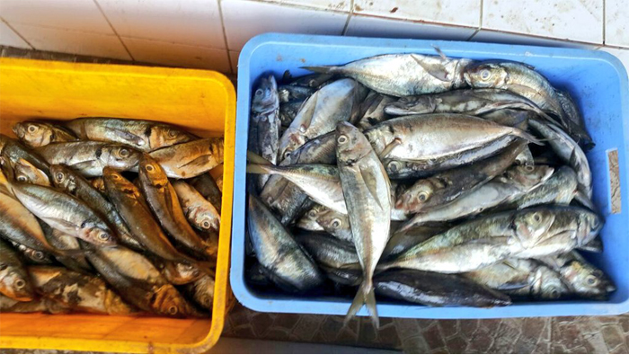 100kg of fish unfit to eat confiscated in Oman
