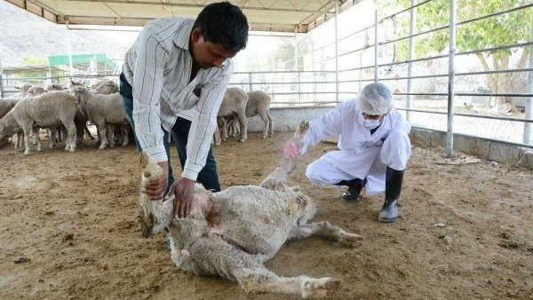 Oman health: Ibra farms free of Crimean Congo virus, quarantine lifted