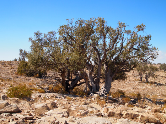 Juniper Tree of Jabal Akhdar