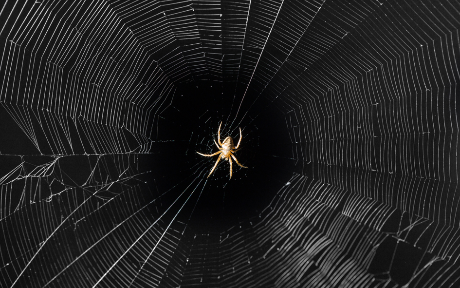Fun Facts: All about spiders