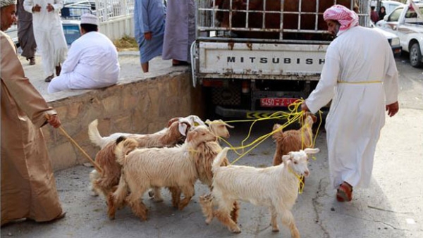 Ramadan: Slaughter only in slaughterhouses to avoid disease says Muscat Municipality