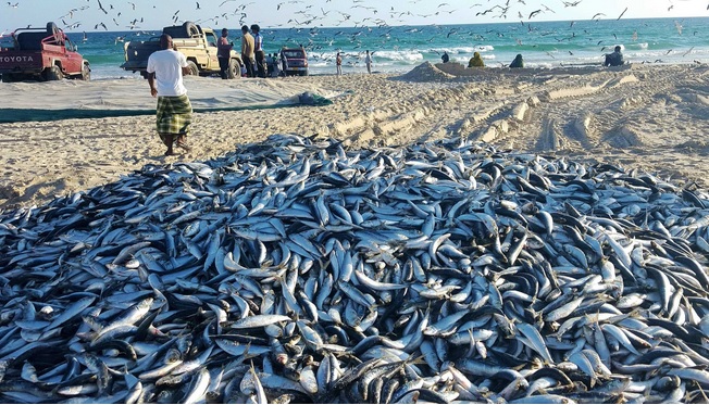 "السردين" الأول في سلم الصادرات السمكية للسلطنة