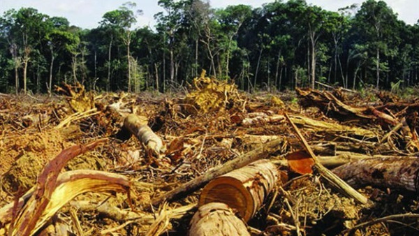 "الفاو": الزراعة هي سبب إزالة الغابات ويمكن تغذية البشر دون تدميرها