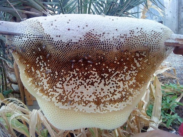 Omani honey market opens