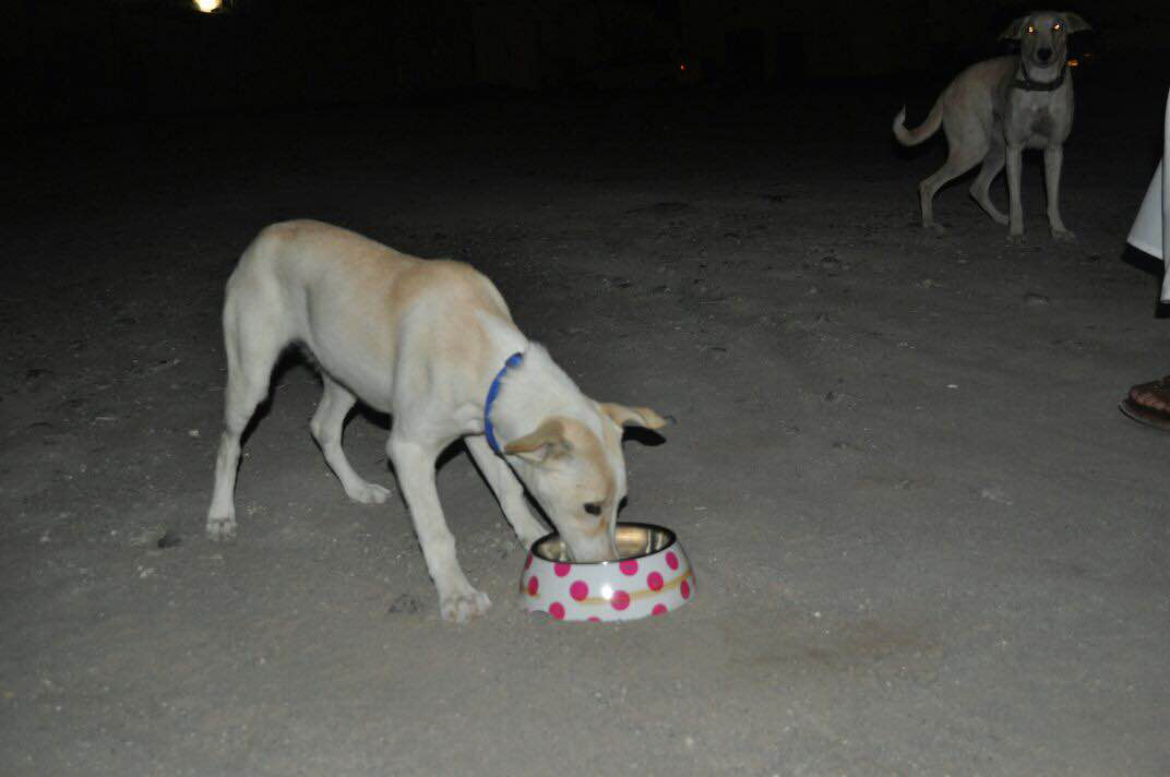 Collar stray dogs if you do not want them shot: Royal Oman Police