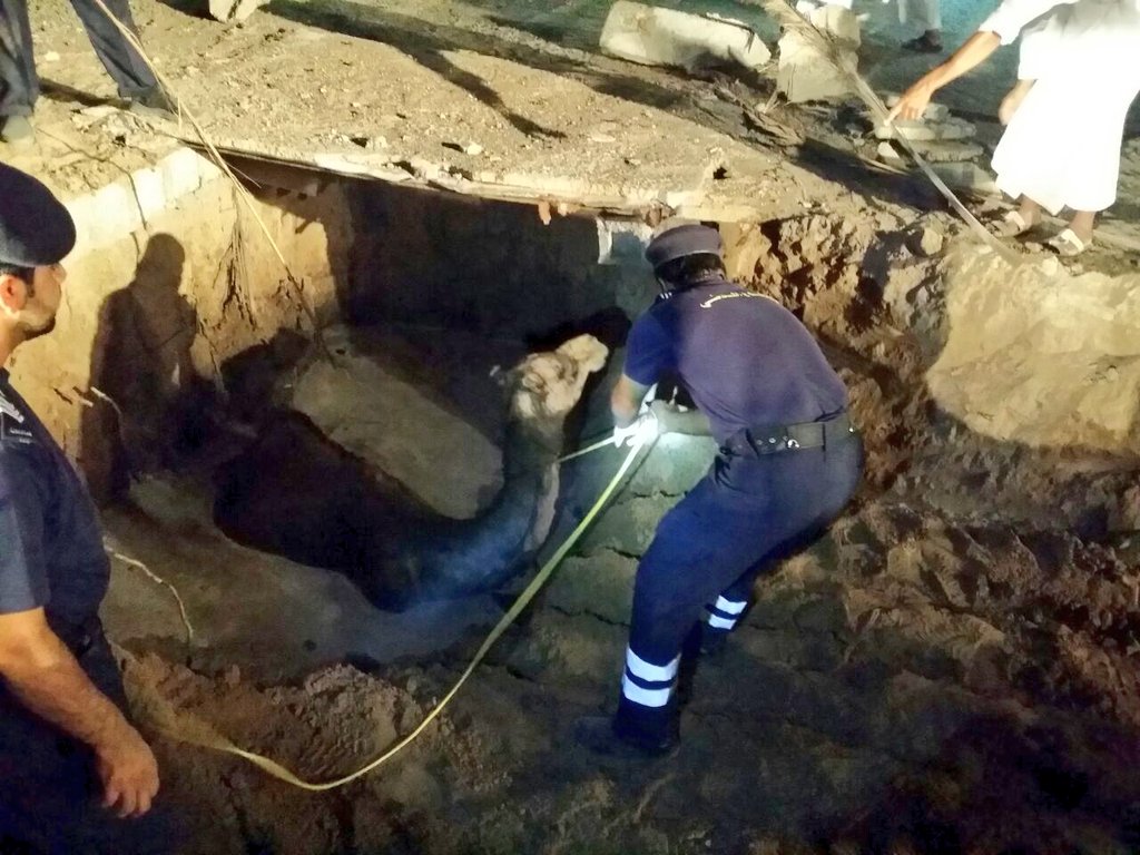 Camel rescued after falling into sewage pit in Oman