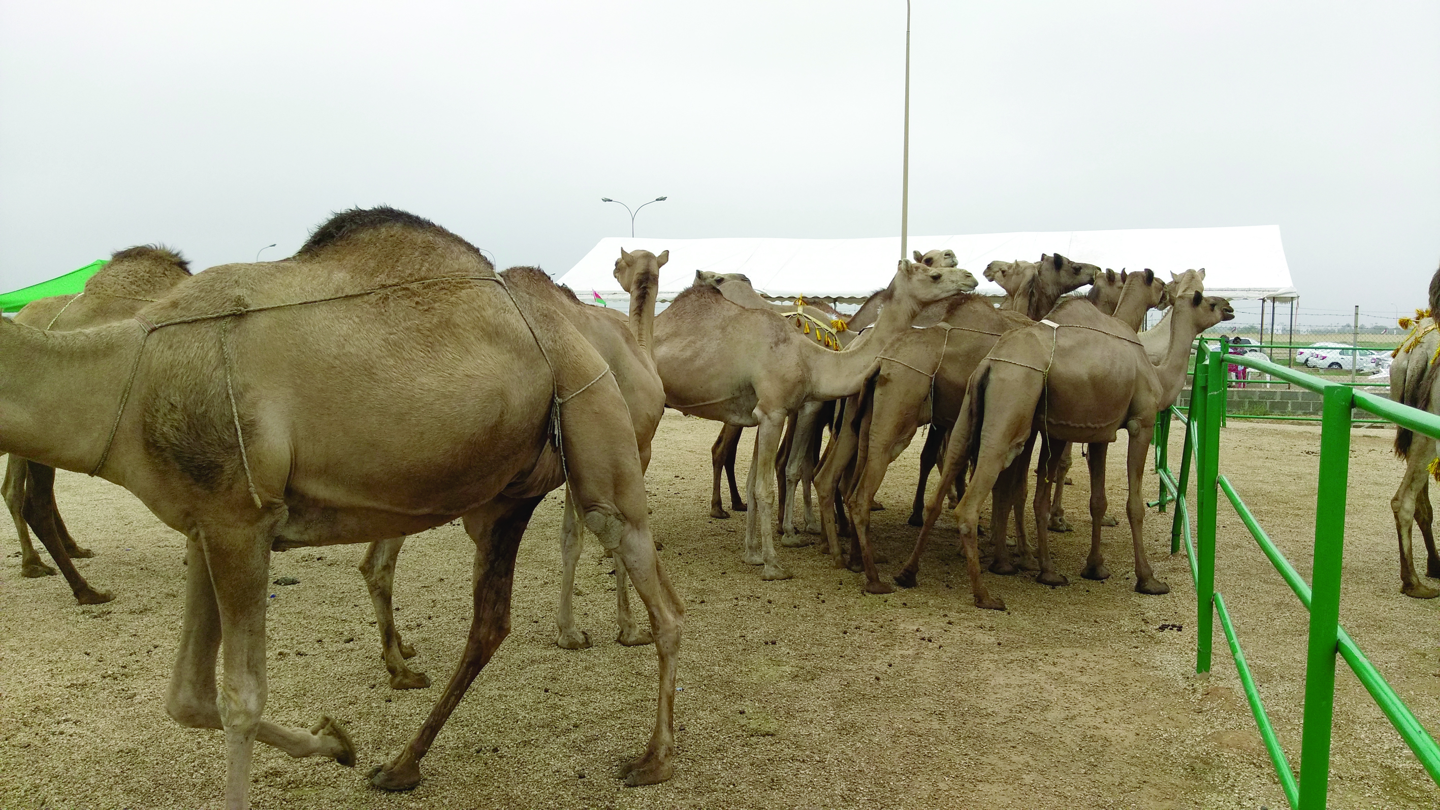 اليوم.. ختام مهرجان خريف صلالة للمزاينـة والمحالبـة بمحافظـة ظفـار