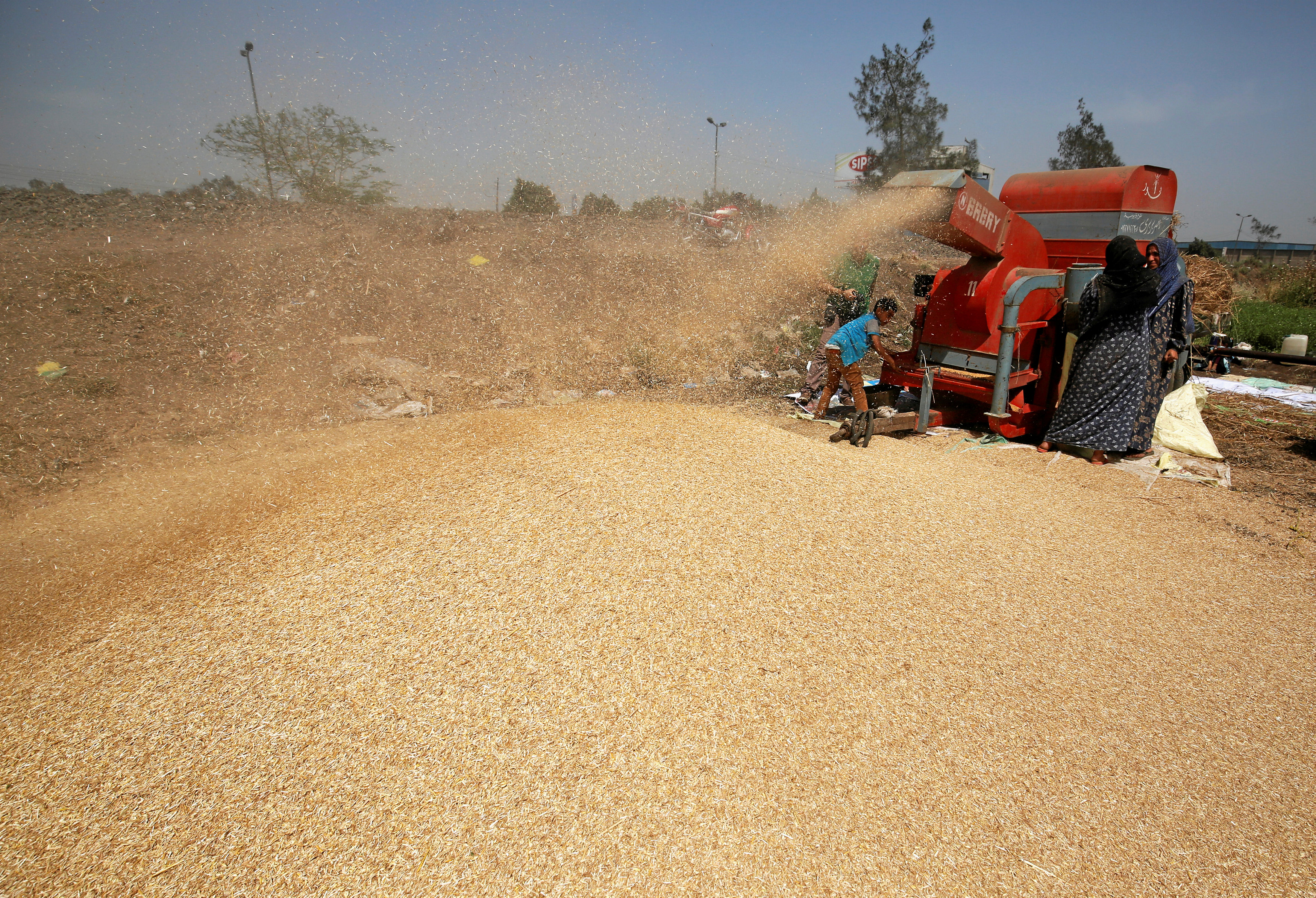 Egypt wheat commission submits corruption report amid calls for minister to resign