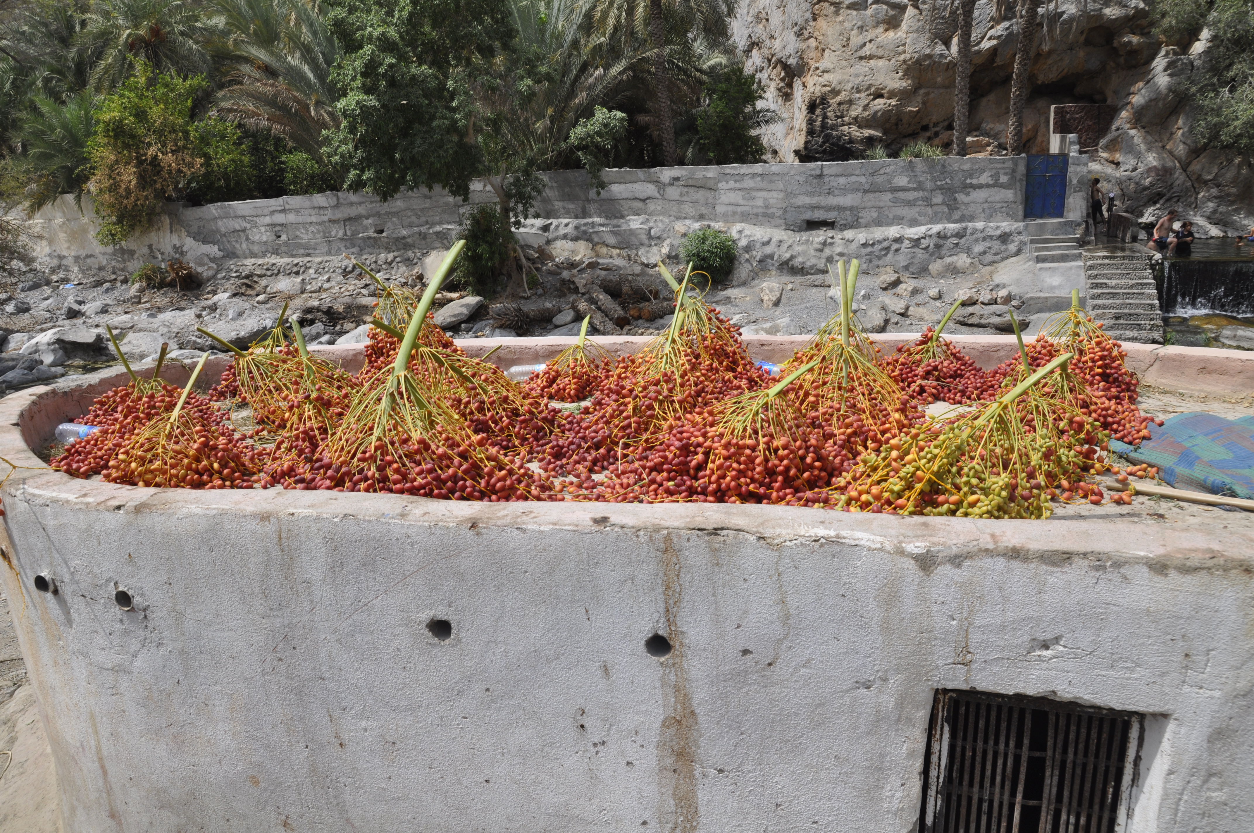 Oman culture: Date harvest season in Oman
