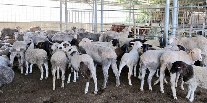 Over 5000 animals slaughtered for Muscat's Eid celebrations