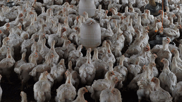 India declares itself free from bird flu