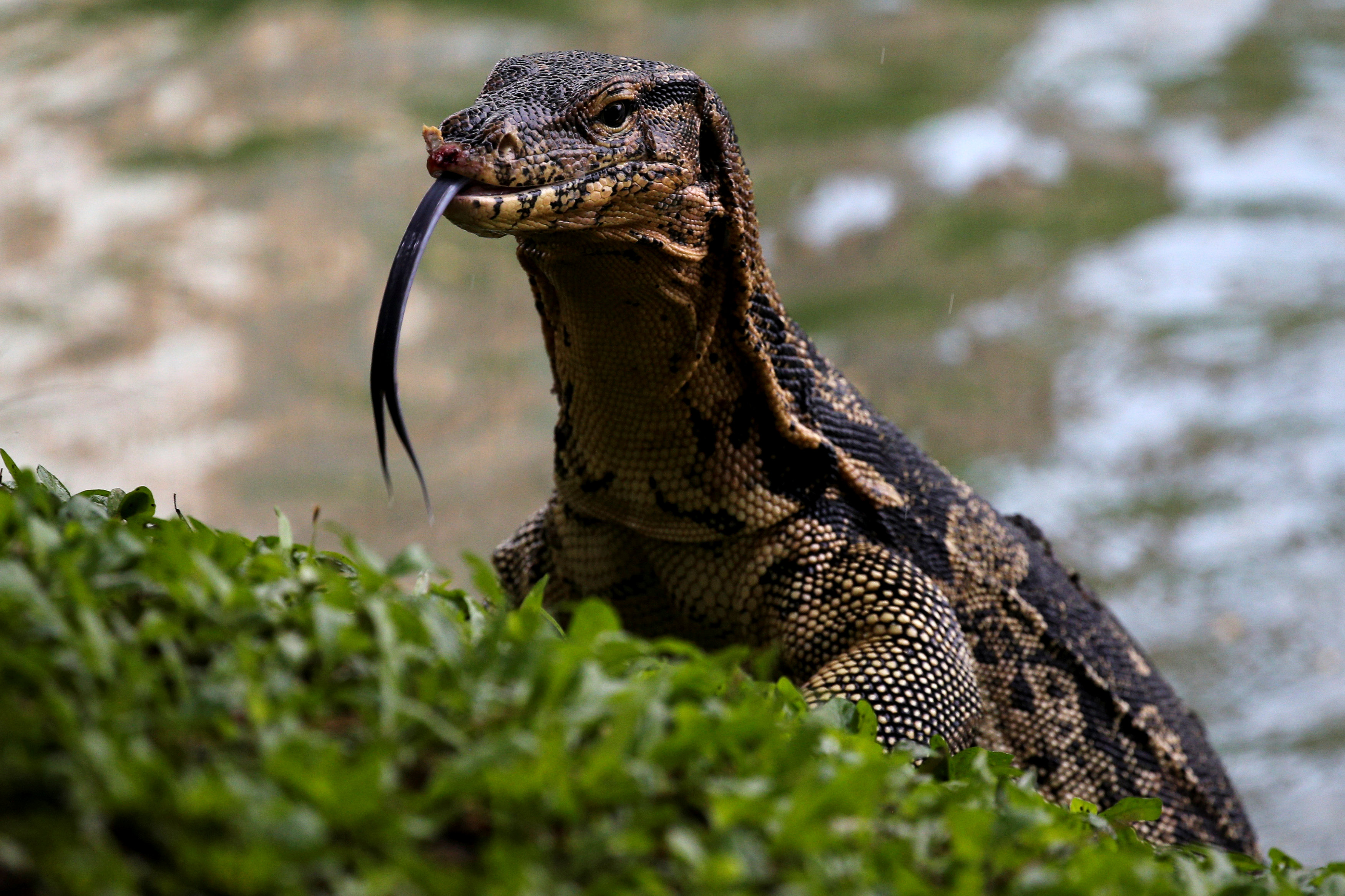Bangkok rids city park of giant lizards