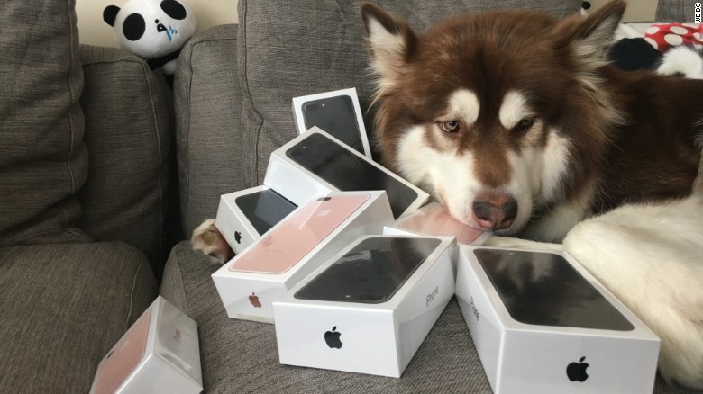 صيني يشتري لـ"كلبة" 8 هواتف آيفون الجديد!