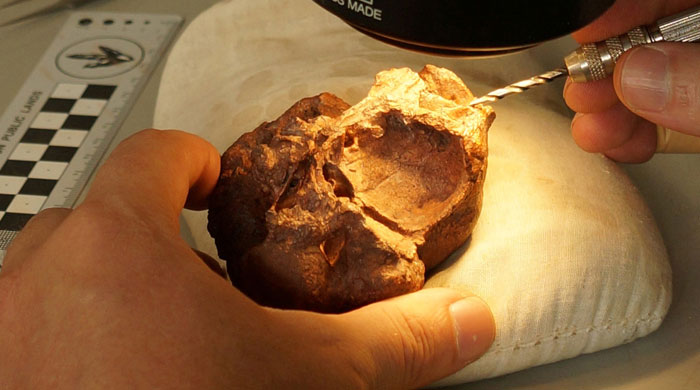 Prehistoric Texas bizarre reptile boasted bony domed skull