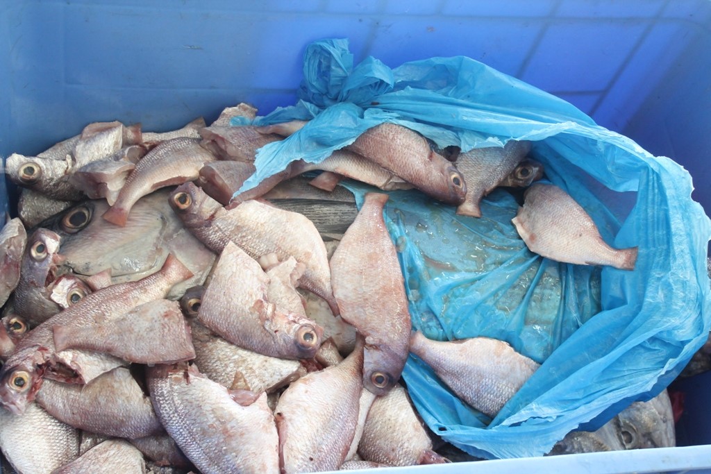 بلدية البريمي تتلف 420 كيلوجرام من الأسماك فاسدة