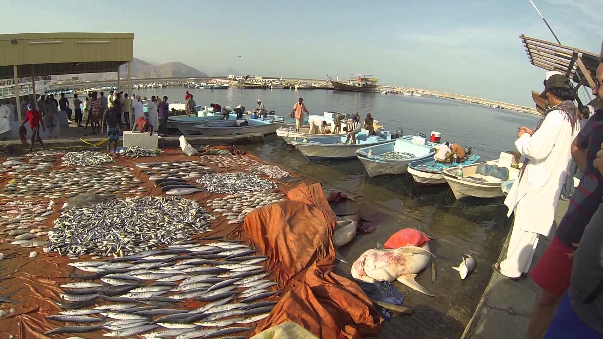 أكثر من 102 ألف طن إجمالي الأسماك المنزلة بالصيد الحرفي بالسلطنة بنهاية أبريل الماضي