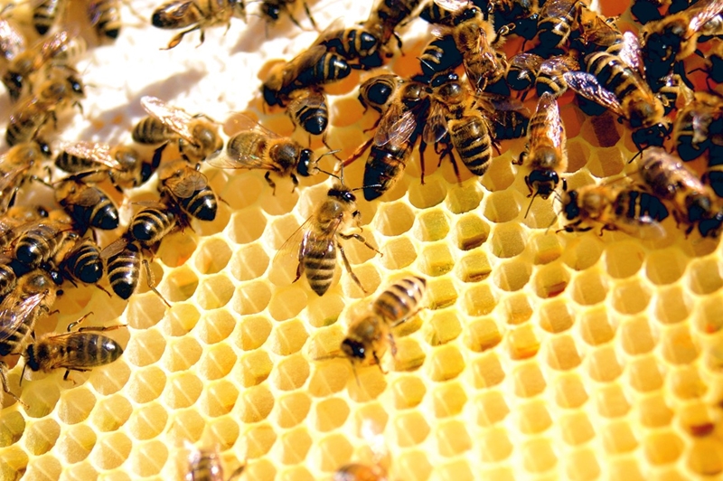 أمريكا تضيف أنواعا من النحل إلى قائمة الأنواع المعرضة لخطر الانقراض