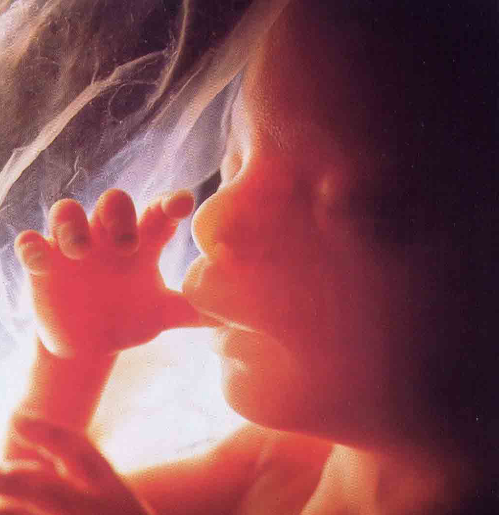 قلب الطفل يدق للمرة الأولى بعد 16 يوما فقط من حدوث الحمل