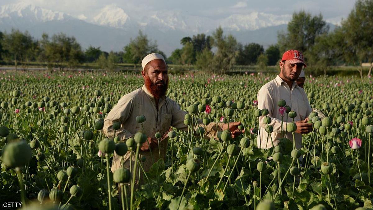 زراعة الخشخاش اهم مصادر تمويل طالبان الافغانية