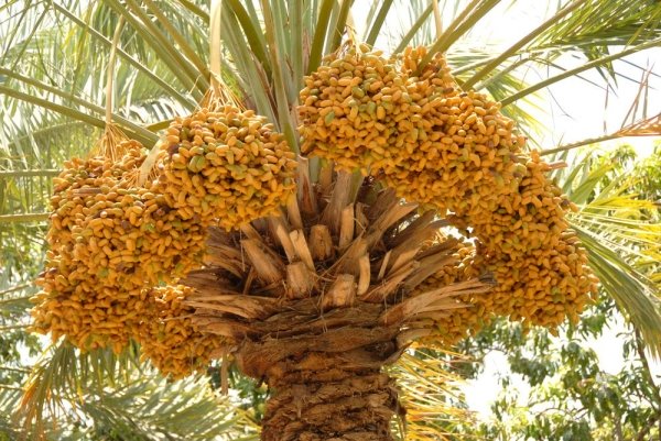 Meeting held to boost dates marketing in Oman