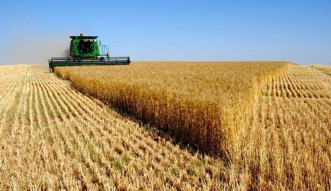 منظمة الفاو تتوقع ارتفاع انتاج العالم من القمح إلى 4ر742 مليون طن