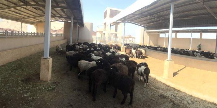 Kazakh flight with livestock arrives in Oman