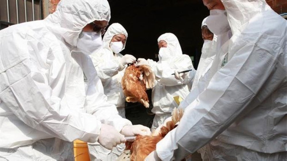 ظهور سلالة لانفلونزا الطيور شديدة العدوى في مزرعتين بكوريا الجنوبية